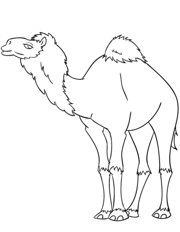 Cartoon Dromedary Camel Coloring Page